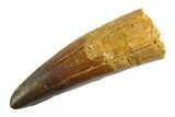 Real Fossil Spinosaurus Tooth - Restored Tip #346755-1